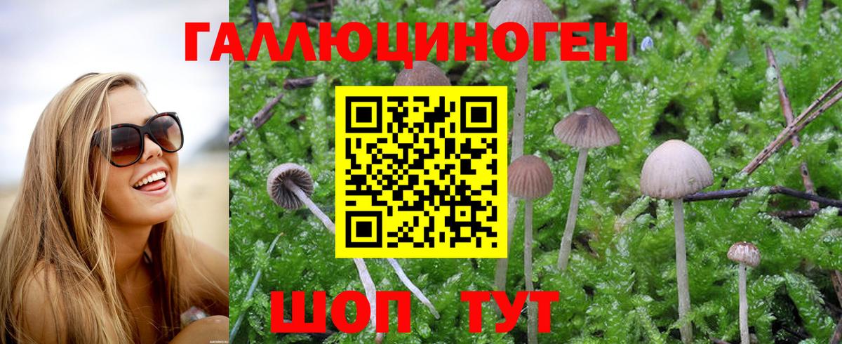 Галлюциногенные грибы Psilocybe Салехард